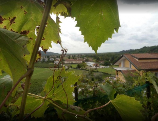 Nimis, ,Cellar and Vineyard,For Sale,1009