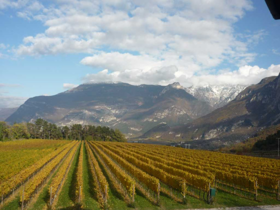 Rovereto, ,Cellar and Vineyard,For Sale,1101