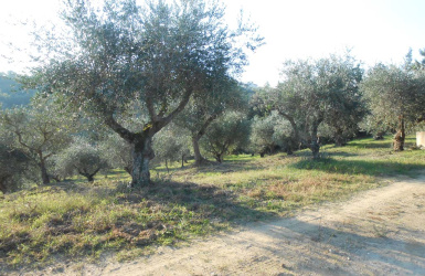 Migliano, ,Farmhouse,For Sale,1017