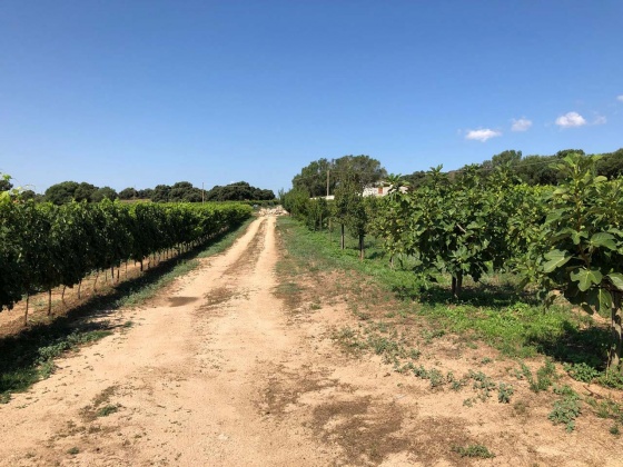 Berchidda, ,Rural Estate,For Sale,1021