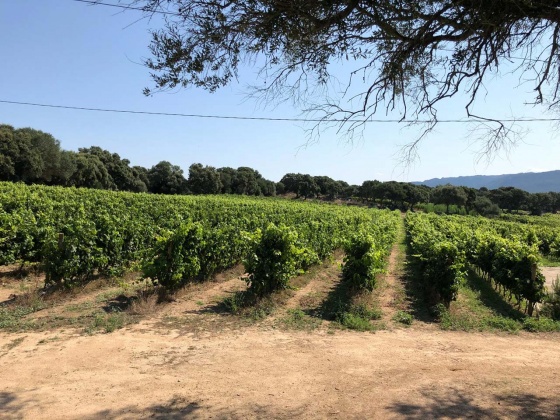 Berchidda, ,Rural Estate,For Sale,1021