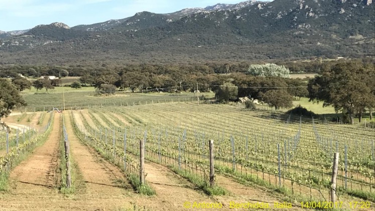 Berchidda, ,Rural Estate,For Sale,1021