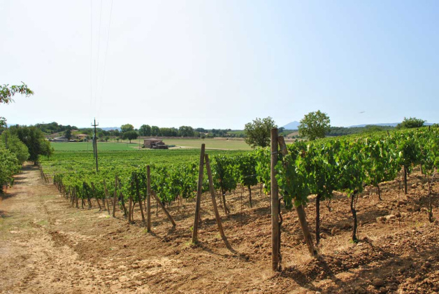 Montepulciano, ,Rural Estate,For Sale,1102
