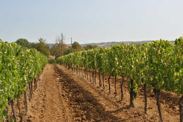Montepulciano, ,Rural Estate,For Sale,1102