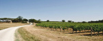 Montepulciano, ,Rural Estate,For Sale,1102