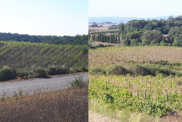 vineyard in the Chianti Classico area