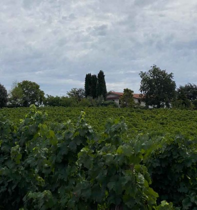 Albano, ,Cellar and Vineyard,For Sale,1041