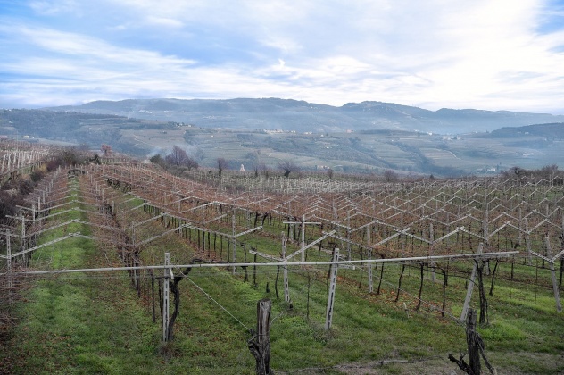 vigne in Valpolicella  allargata