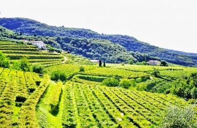 vigne in Valpolicella classica