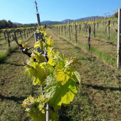 Frascati, ,Cellar and Vineyard,For Sale,1094