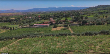 Frascati, ,Cellar and Vineyard,For Sale,1094