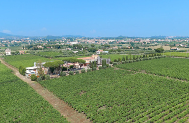Albano, ,Cellar and Vineyard,For Sale,1095