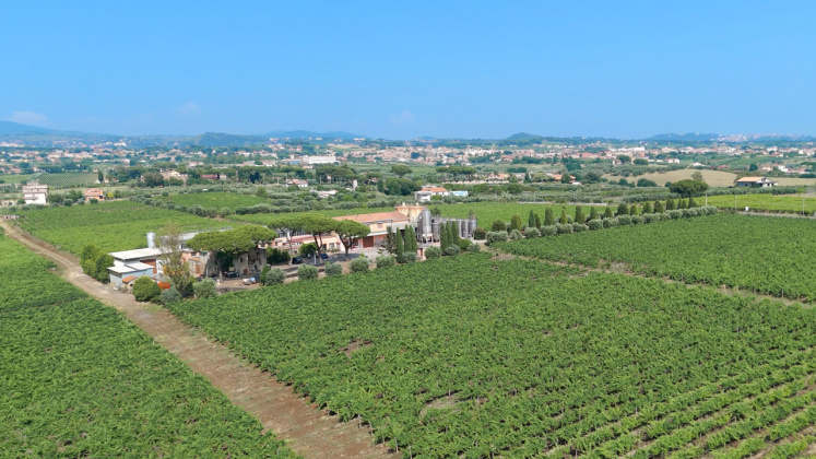 Albano, ,Cellar and Vineyard,For Sale,1095